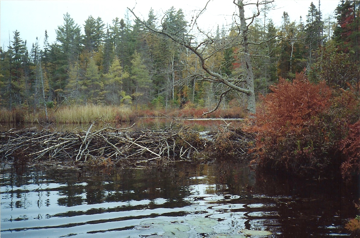 Beaver Dam Benefits in Our Environment | Biophilia Foundation