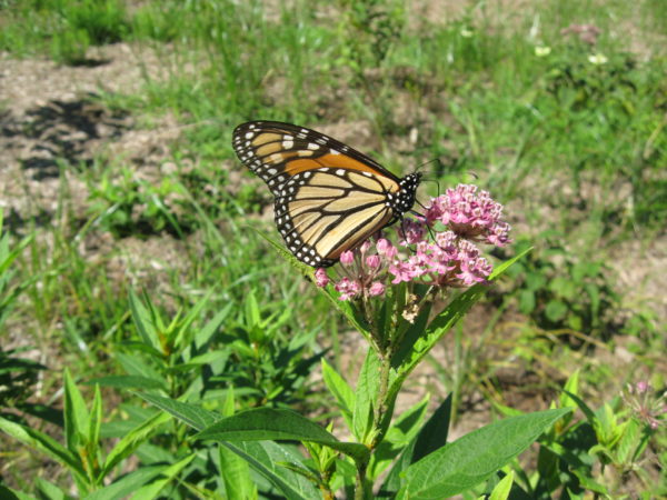 Monarch Habitat Preservation 