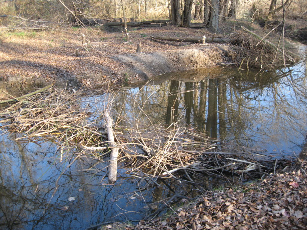 Beaver Dam Benefits in Our Environment | Biophilia Foundation