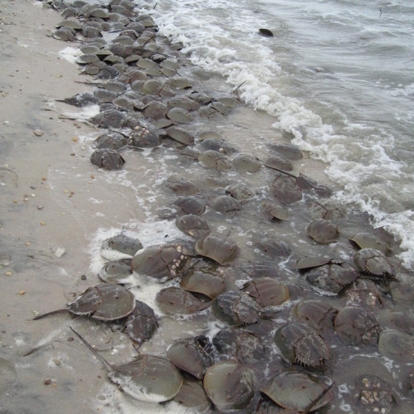 Horseshoe Crab Facts Give Us A Lot to Learn About | Biophilia Foundation