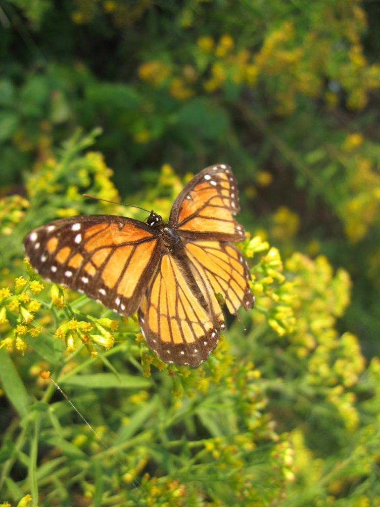 Monarch Habitat Preservation | Biophilia Foundation