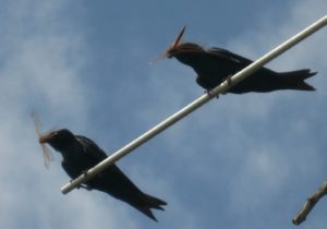 These Purple Martins are feasting on dragonflies and demonstrating the critical link dragonflies provide in the food chain. Dragonflies occupy an important place in our ecological community and their conservation must be a priority. Photo courtesy of Chris Pupke.